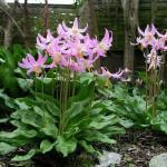 Sterke snij- en droogbloem Hoogte 80 cm 587000 50 zaden 2,50 Eryngium giganteum 'Miss Wilmott's Ghost' / 'Silver Ghost' EDELDISTEL Zet ze zonnig, vooral niet te nat: het recept voor succesvolle teelt