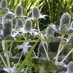 De beloning is de volgende verschijning: een rozet van smal, grijs, omkrullend blad met in de zomer de extra beloning van stevige bloemstengels (120-150 cm) helemaal vol met duizenden rozerode