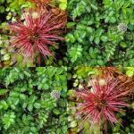 Zaden - Meerjarige Planten 1/38 Acaena microphylla STEKELNOOTJE (Engels: New Zealand Burr) Dit lage kruipende plantje groeit het best op zonnige droge plaatsen als bodembedekker.