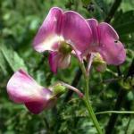 Licht hemelsblauw bloeit dit meerjarige soortje in volle trosjes van wel 10 bloemen! De planten klimmen tot ongeveer 2m hoogte en blijven ondergronds zeer goed overwinteren. Sterk snijbloemetje.