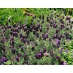 Zaden - Meerjarige Planten 23/38 Lavandula stoechas KUIFLAVENDEL (Engels: Lavender) Een heerlijk geurende, grijsgroenbladige soort met grotere lilablauwe bloeiwijzen: de schutbladen staan