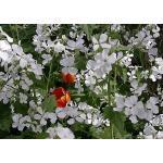 1 100 g 25,00 Lunaria annua 'Mixed' JUDASPENNING (Engels: Honesty) Al vroeg in het voorjaar bloeit deze gemakkelijke groeier met violette, roze en witte bloemen, gevolgd door de typerende ronde,