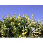 de typerende ronde,    596200 250 zaden (5 g) 1,95 Lunaria annua 'Sissinghurst White' WITTE JUDASPENNING (Engels: Honesty) Al vroeg in het voorjaar bloeit deze gemakkelijke groeier met helderwitte