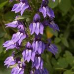 De trossen met lichtblauwe tot lilablauwe bloemetjes pronken trots 60-100 cm hoogte aan stevige stengels. Geef ze een zonnig plekje, ze bloeien van juni-september.