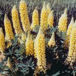 Zaden - Meerjarige Planten 25/38 Lupinus polyphyllus 'Galaxie Yellow' / 'Lulu Yellow' LUPINE (Engels: Lupin) Warm Geel.