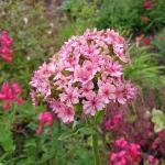 596830 voor 40 planten (0,5 g) 2,50 Lychnis coronaria 'Alba' PRIKNEUS (Engels: White Campion) Als een grijsbladige plant witte bloemen voortbrengt, geeft dat rust en harmonie in de