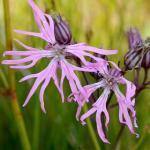 596940 voor 1000 planten (0,5 g) 2,50 Lychnis viscaria PEKANJER (Engels: Sticky Catchfly) Tijdens de bloei is deze opvaller van verre zichtbaar!