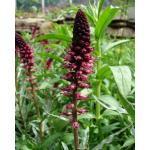 596980 voor 250 planten (1/3 g) 1,95 Lysimachia atropurpurea 'Beaujolais' PURPEREN STAARTWEDERIK (Engels: Burgundy Loosestrife) Door het mooie contrast en de kleurencompositie een