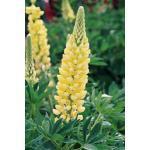 596470 90 zaden (2 g) 2,50 Lupinus polyphyllus 'Chandelier' LUPINE (Engels: Lupin) Helder geel met wit.