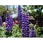 Ze houden van zon; voortdurend natte grond is niet gunstig 596550 ruim 50 zaden (2 g) 1,90 Lupinus polyphyllus 'Russell's Mixture' LUPINE (Engels: Lupin) Mengsel van vele kleuren en