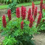 Ze houden van zon; voortdurend natte grond is niet gunstig 596580 ruim 50 zaden (2 g) 1,50 Lupinus polyphyllus 'Tutti Frutti' LUPINE (Engels: Lupin) Speciaal geselecteerd mengsel, 1m