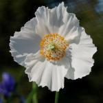 We bieden deze mooie collectie aan van 5 verschillende soorten. De 5 soorten zijn: Meconopsis betonicifolia, M. grandis, M. horridula, M. naepaulensis, M. regia.