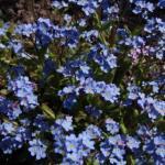 Zaden - Meerjarige Planten 27/38 Myosotis sylvatica 'Blue Ball' VERGEET-MIJ-NIET (Engels: Forget-Me-Not) Wie kent niet dit bekende tweejarig bloemetje?