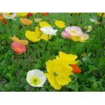 Op een hoogte van 1,5 m pronken witte tot lichtgele bloemen, van april tot juni, 10-13 cm doorsnee met prachtig rood en geel centrum.