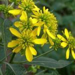 Zaden - Meerjarige Planten 2/38 Actinomeris alternifolia VLEUGELSTEEL (Engels: Wingstem, Golden Ironweed) Onbekend maakt onbemind.