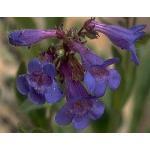 599740 voor 25 planten (1/40 g) 1,95 Penstemon alpinus SCHILDPADBLOEM (Engels: Beard Tongue) Prachtige compacte soort, die een plaatsje verdient aan de rand van de border of in de rotstuin.