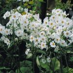 Zaden - Meerjarige Planten 31/38 Primula japonica 'White Wonder' JAPANSE KANDELAARPRIMULA (Engels: Candelabra Primrose) Japanse primula s kunnen wel 60 cm hoog worden en houden