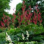 601400 voor 20 planten (0,1 g) 2,95 Pycnostachys urticifolia EGELSALIE (Engels: Hedgehog Sage) De plant bouwt eerst een flink bladerdek op van netelvormige bladeren.