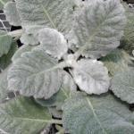 602300 ± 5000 zaden (0,1 g) 2,95 Salvia argentea Artemis ZILVERSALIE (Engels: Silver Sage) Het eerste jaar ontstaat een verbazend fraai bladrozet van witwollig, behaard blad, waardoor het blad bijna