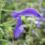 Als finishing touch geeft de plant in de zomer prachtige violetblauwe lipbloemen 602350 20 zaden (0,2 g) 2,50 Salvia microphylla 'Royal Bumble' RODE SALIE (Engels: Mountain Sage) Aan ranke stelen