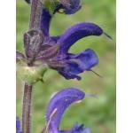 602390 20 zaden 3,90 Salvia patens 'Oxford Blue' SALIE Er zijn veel blauwe Salvia s, maar de patens is van extra schoonheid. De bloemtros is ijl en de lipbloemen groot met lange lippen.