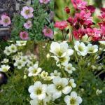 Zaden - Meerjarige Planten 33/38 Saxifraga -Arendsii-Hybriden 'Purple Mixed' STEENBREEK (Engels: Rockfoil) Groene, kussenachtige polletjes met de bloemetjes aan 20 cm hoge stengeltjes