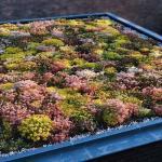 603850 voor 30 planten 2,95 Sedum spurium var. Coccineum VETKRUID Eerst groeien de bolronde, vetplantachtige, roodgroene blaadjes (hoe zonniger hoe roder) tot een dicht tapijt.