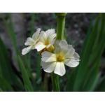 Zaden - Meerjarige Planten 34/38 Sisyrinchium striatum STER- OF BIESLELIE (Engels: Satin Flower) Een van de gemakkelijkst te telen vaste planten uit zaad!