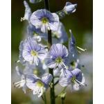 605795 100 zaden 2,50 Verbascum phoeniceum 'Mixed' GEMENGDE TOORTS Hoge slank opgroeiende bloemtrossen in roze, zalm, violet en wit. Hoogte 75 cm. Twee- of meerjarig.