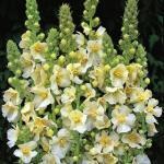 000 zaden 399,50 Verbascum blattaria MOTTENKRUID (Engels: Moth Mullein) Vanuit een frisgroene basis groeit uit de plant een 60-150 cm hoge stengel met lichtgele of witte