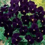 Zaden - Meerjarige Planten 36/38 Viola x cornuta 'Black Delight' F1 HOORN OF BOSVIOOLTJE Zeer donkerviolet tot bijna zwart, kleinbloemig viooltje.