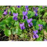 606795 voor 20 planten 2,95 Viola hiemalis 'Mixed' WINTERVIOOL (Engels: Ice Pansy) Dit vrolijk gemengde viooltje (blauwe, gele en witte tinten) is vrij klein van bloem en zeer