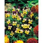 606664 voor 25 planten 3,95 Viola x cornuta 'Helen Mount' / 'Johnny-Jump-Up' HOORN OF BOSVIOOLTJE Een gemakkelijk en grappig miniviooltje.