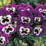 608020 voor 120 planten 2,95 Viola Wittrockiana-Hybriden 'Joker Light Blue' F2 / 'Mariposa Marina' F1