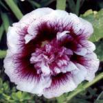 Zaden - Meerjarige Planten 3/38 Alcea rosea 'Blackcurrant Whirl' DUBBELBLOEMIGE STOKROOS (Engels: Hollyhock Double Flowered) Stokrozen zijn de zomerkoningen van uw tuin.