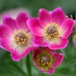 Dit Australische plantje overleeft de strengste winter en wordt 40-60 cm hoog. Leuk voor in potten of in de tuin.