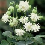 574350 voor 100 planten (0,5 g) 2,50 Aquilegia vulgaris 'Lime Sorbet' AKELEI Reinheid en schoonheid ademt deze zuiverwitte dubbelbloemige akelei met korte spoortjes.