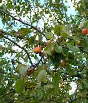Cornus mas Prunus padus Malus sylvestris Malus toringo Brouwers Beauty Euonymus europaeus Crataegus x lavalleei Heptacodium miconioides