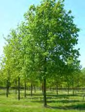 30-35 cm verankering ondergronds Quercus robur hoogstam maat: 40-45 cm