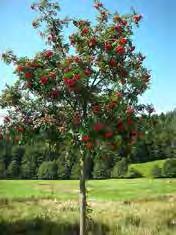 hoogstam maat: 40-45cm verankering ondergronds monumantale bomen Quercus