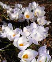 Allium cernuum (sierui) Perovskia Little Spire