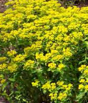 brachytricha Persicaria polymorpha Sorghastrum