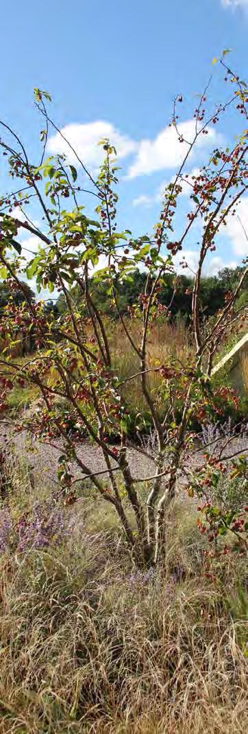 DETAILS prairiebeplanting op parkeerdek 58 LODEWIJK BALJON landschapsarchitecten Gemeente Groningen