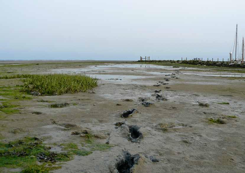 Menselijke sporen in het landschap 20 Al eeuwenlang wonen en werken er mensen op Schiermonnikoog. Hoewel het grootste deel van het eiland jong is, zijn er sporen uit het verre verleden te vinden.