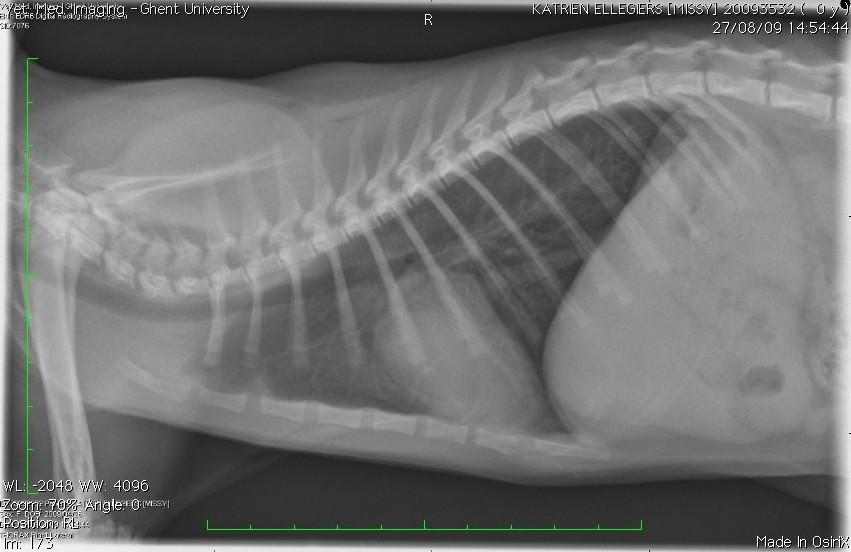 2.3.2. Beeldvorming Na een zwaar trauma is het steeds aangeraden om thoraxradiografieën te nemen. Er werd dan ook een rechts laterale en een ventro-caudale opname gemaakt (Figuur 2).