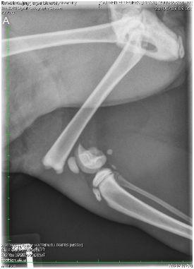 Fig. 3: Mediolaterale (links) en craniocaudale (rechts) radiografie van rechter tibia en fibula: Matige tot erge weke delen zwelling rond het midden van de tibia.