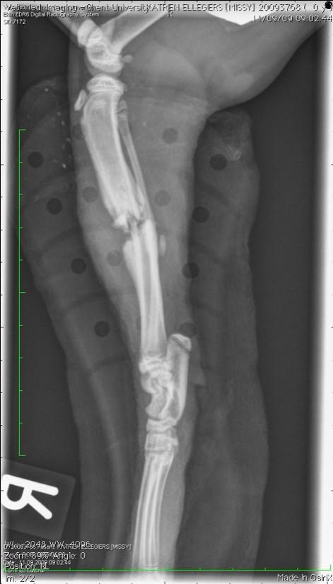 Fig.7: Links en midden: respectievelijk mediolaterale en craniocaudale radiografie van ingespalkte rechter tibia en fibula 2 weken na de breuk: Er is een matige