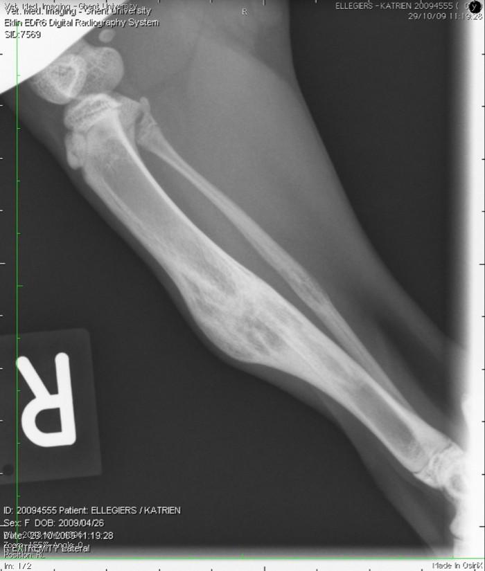 Fig. 10: Mediolaterale (links) en craniocaudale (rechts) radiografie van rechter tibia en fibula 9 weken na de fractuur en 25 dagen na verwijdering spalk: fracturen van tibia en fibula zijn omgeven