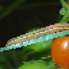 groente-uil - rupsen van Lacanobia oleracea Een volwassen mot van de groente-uil heeft een gevarieerde bruin-grijze tekening met een lichtbruine vlek op de vleugels en lijkt sterk op de kooluil.