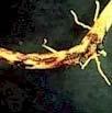 rhizoctonia (algemeen) Rhizoctonia solani Ernst van de ziekte of plaag: Door bijvoorbeeld een te dichte plantstand gaan de voet en/of de wortels van de planten rotten.